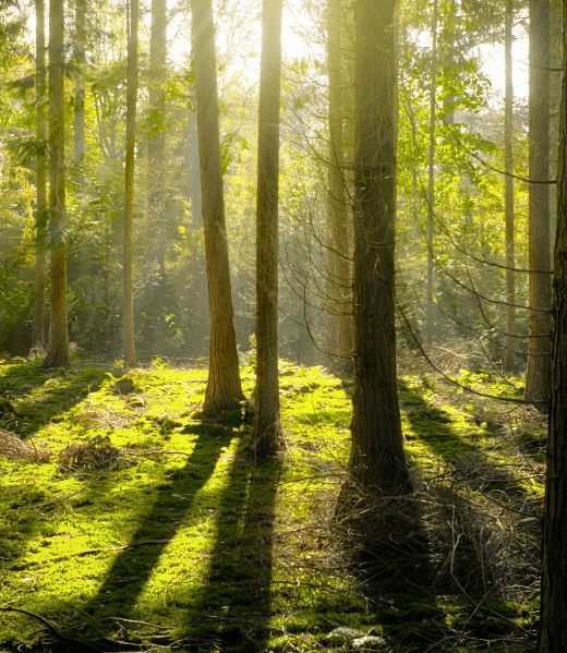 natur-fitness-waldtraining natur-fitness-waldtraining
